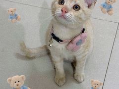 -钦宠·猫咪售卖·洗护·寄养(东圃旗舰店)