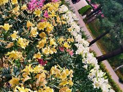 -石家庄市植物园