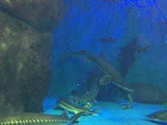 -多彩贵州城极地海洋世界