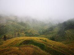 -紫鹊界梯田景区
