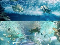 -上海海洋水族馆