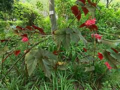 -广州神农草堂中医药博物馆