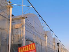 -喜杨洋草莓采摘园