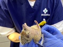 -爱侣宠医·鹦鹉专科·小型哺乳类·异宠专科(灵石路店)