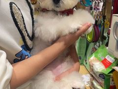 -帕帕拉兹宠物(亚洲旗舰店)