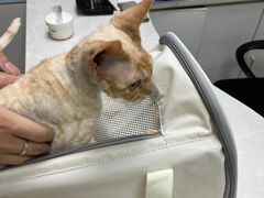 -中农国际动物医院24小时·猫科·骨科·急重症中心