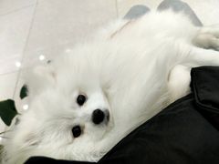 -瑞鹏宠物医院犬猫全科(真大分院)