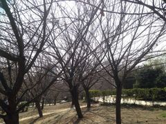 iphone_upload_pic-西安青龙寺遗址景区