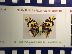 -上海昆虫博物馆