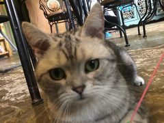 -猫猫幼稚园·撸猫·桌游·电玩