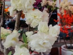 -越秀西湖花市(广州城市广场花卉店)