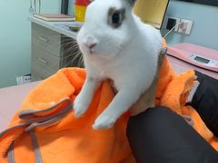 -嘉馨宠物医院·CT影像转诊·心脏科·犬猫全科诊疗中心(下沙大学城院区)
