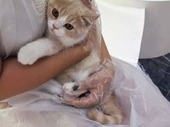 -小猫来了·猫舍(红山六九七九店)
