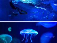 -烟台海昌鲸鲨海洋公园