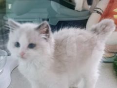 -糯米喵星人总部直营旗舰店·猫舍·幼猫出售