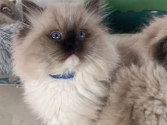 -糯米喵星人总部直营旗舰店·猫舍·幼猫出售