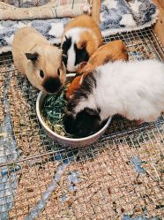 -神奇动物撸宠馆·羊驼·小浣熊·异宠(豫园店)