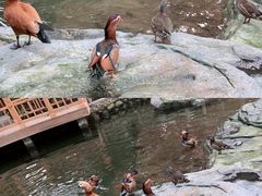 景点-南宫五洲植物乐园