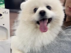 -天使宠物医院·犬猫分诊(彩虹店)