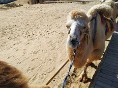 游乐设施-玉龙沙湖景区