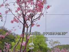 -狐尾山公园