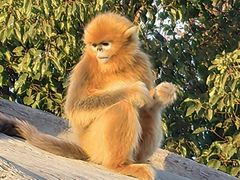 -上海野生动物园老虎餐厅