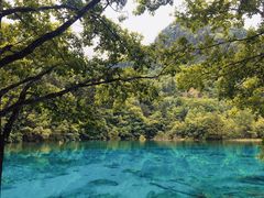 -九寨沟-树正沟