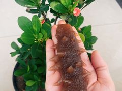 -满园春酒楼(庐江路店)