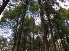 -罗田薄刀峰风景区