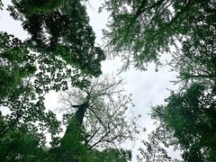 -上海共青森林公园