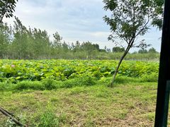 -泗洪洪泽湖湿地景区