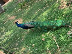 -昆明动物园