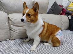 -宠福鑫康馨动物医院·骨科·眼科