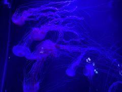 -青岛海底世界-水族馆