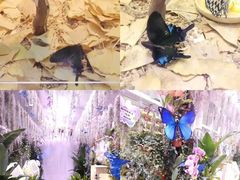 -正佳雨林生态植物园