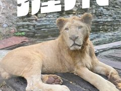 -贵州森林野生动物园