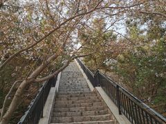-樱花山风景区
