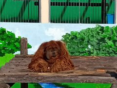 -西霞口神雕山野生动物世界