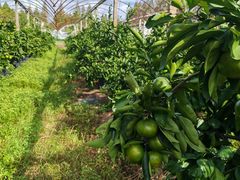 -前小桔亲子创意农场·草莓采摘·露营烧烤