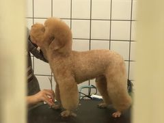 -BABIT巴比特宠物(MOMOPARK店)