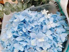 -桂林市花鸟市场