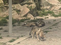 -西霞口神雕山野生动物世界