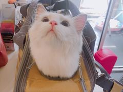 -十年猫舍·猫咪专门店(普陀店)