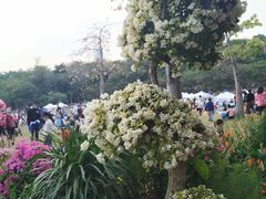 -莲花山公园