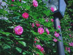 -颐和路民国时期公馆-风貌区