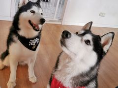 -Husky Go! 哈士奇体验馆·宠物咖啡厅狗咖