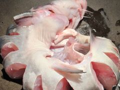 -鲜潭蒸汽石锅鱼(欢乐海岸购物中心店)