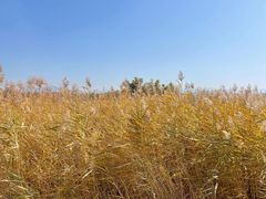 -野鸭湖国家湿地公园