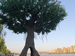 -咸阳湖景区