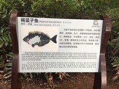 -大亚湾红树林城市湿地公园